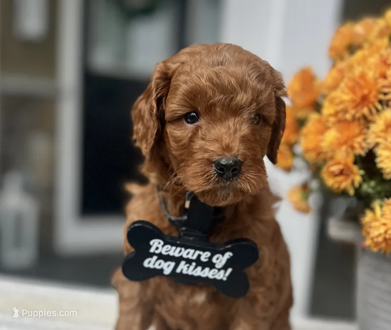 Bentley - Medium – Goldendoodle puppy for sale in Warsaw, NY