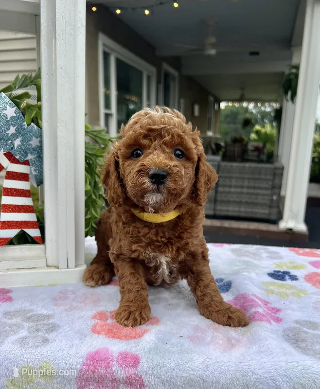 Hailey - Mini – Miniature Goldendoodle puppy for sale in Warsaw, NY