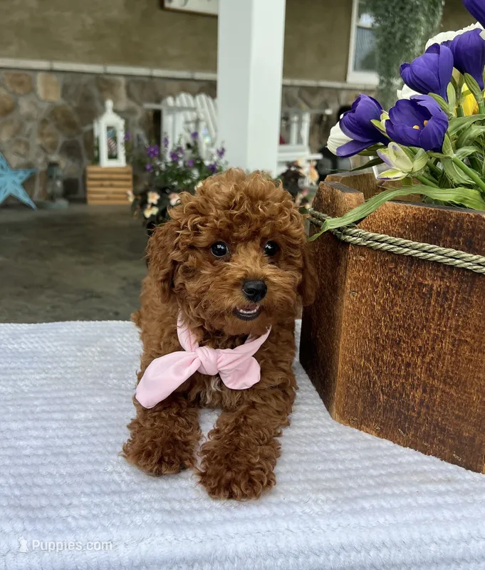 Zoey - Mini – Miniature Goldendoodle puppy for sale in Warsaw, NY