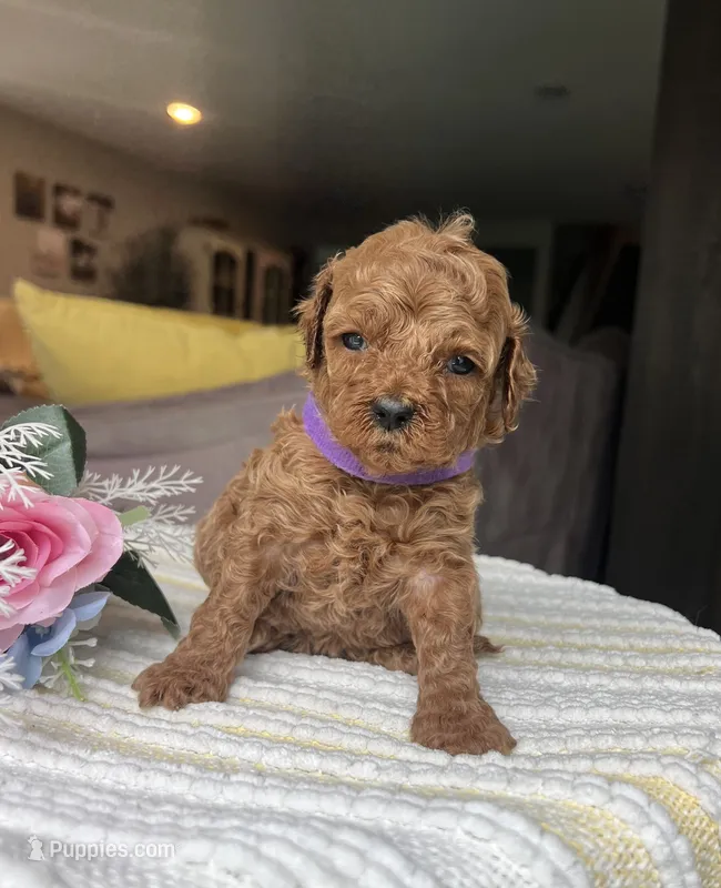 Zara - Mini – Miniature Goldendoodle puppy for sale in Warsaw, NY