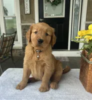 Bentley, a male Golden Retriever for sale in Warsaw, NY – 2 of 4