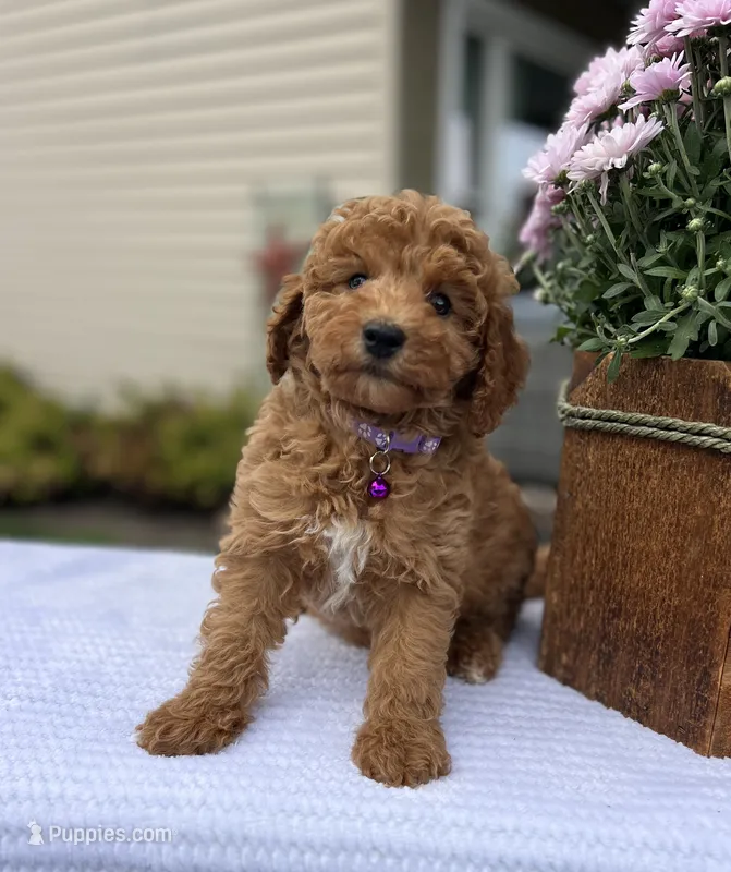 Sophie - Mini – Miniature Goldendoodle puppy for sale in Warsaw, NY