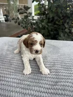 Leo - Mini, a male Miniature Goldendoodle for sale in Warsaw, NY – 4 of 4