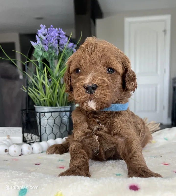 Brody - Medium – Goldendoodle puppy for sale in Warsaw, NY