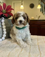 Leo - Mini, a male Miniature Goldendoodle for sale in Warsaw, NY – 2 of 4