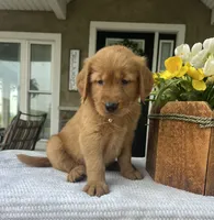 Bentley, a male Golden Retriever for sale in Warsaw, NY – 3 of 4