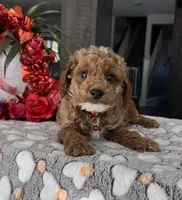 Maverick- Mini, a male Miniature Goldendoodle for sale in Warsaw, NY – Photo 3 of 4