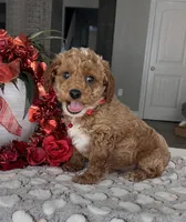 Maverick- Mini, a male Miniature Goldendoodle for sale in Warsaw, NY – Photo 1 of 4
