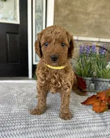 Lola - Medium, a female Goldendoodle for sale in Warsaw, NY – 3 of 3