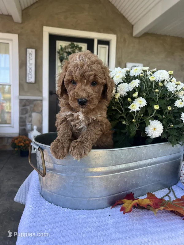 Sully - Mini – Miniature Goldendoodle puppy for sale in Warsaw, NY