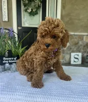 Zara - Mini, a female Miniature Goldendoodle for sale in Warsaw, NY – 4 of 5