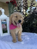 Bella, a female Golden Retriever for sale in Warsaw, NY – 5 of 6