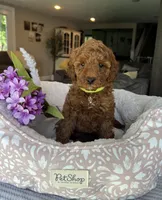 Gemma - Mini, a female Miniature Goldendoodle for sale in Warsaw, NY – 2 of 4