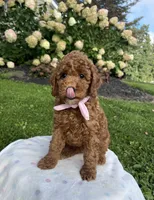 Hazel - Mini, a female Miniature Goldendoodle for sale in Warsaw, NY – 2 of 4