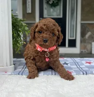 Zion - Mini, a female Miniature Goldendoodle for sale in Warsaw, NY – 3 of 4