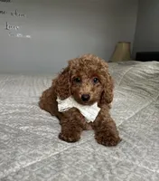 Rosie - Mini, a male Miniature Goldendoodle for sale in Warsaw, NY – 2 of 4