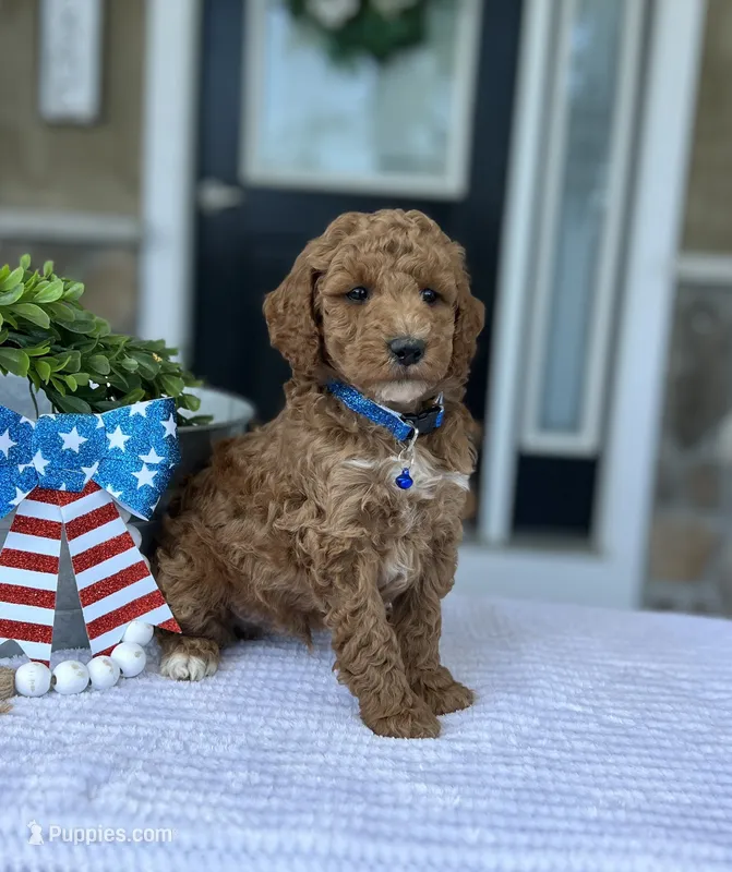 Wade - Medium – Goldendoodle puppy for sale in Warsaw, NY
