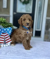 Wade - Medium, a female Goldendoodle for sale in Warsaw, NY – 1 of 4