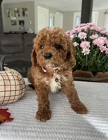 Atlas - Mini, a male Miniature Goldendoodle for sale in Warsaw, NY – 2 of 4