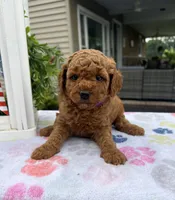 Harper - Mini, a female Miniature Goldendoodle for sale in Warsaw, NY – 3 of 4