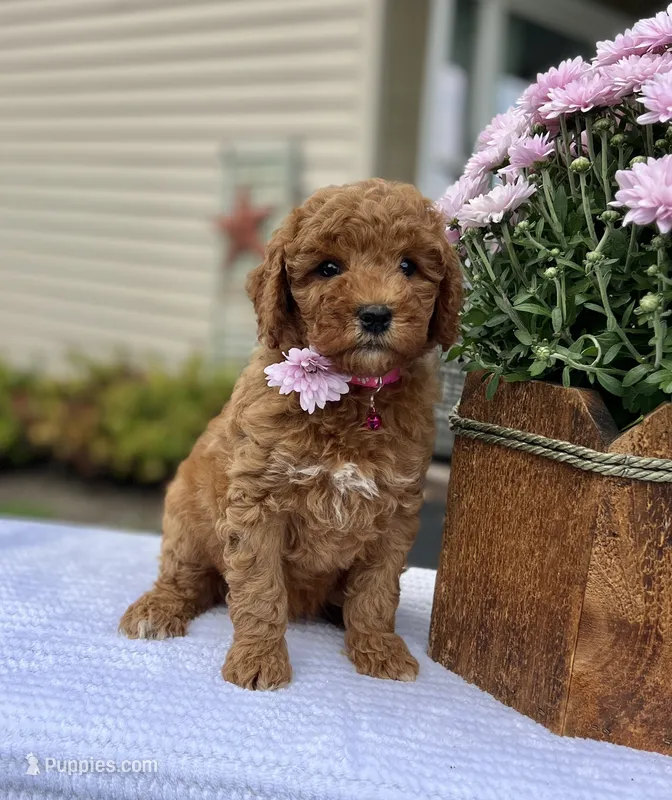 Sadie - Mini – Miniature Goldendoodle puppy for sale in Warsaw, NY