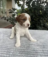 Lincoln- Mini, a male Miniature Goldendoodle for sale in Warsaw, NY – 3 of 4