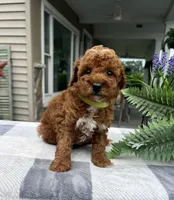 Charlotte - Mini, a female Miniature Goldendoodle for sale in Warsaw, NY – 3 of 3