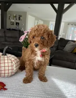 Abbie - Mini, a female Miniature Goldendoodle for sale in Warsaw, NY – 3 of 5