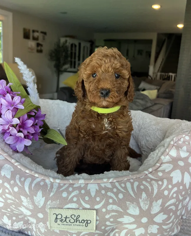 Gemma - Mini – Miniature Goldendoodle puppy for sale in Warsaw, NY