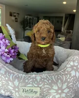 Gemma - Mini, a female Miniature Goldendoodle for sale in Warsaw, NY – 1 of 4