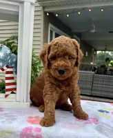 Hunter - Mini, a male Miniature Goldendoodle for sale in Warsaw, NY – 2 of 4