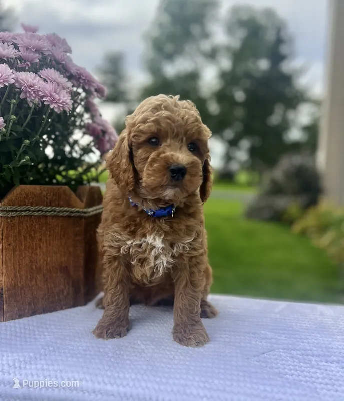 Sully - Mini – Miniature Goldendoodle puppy for sale in Warsaw, NY