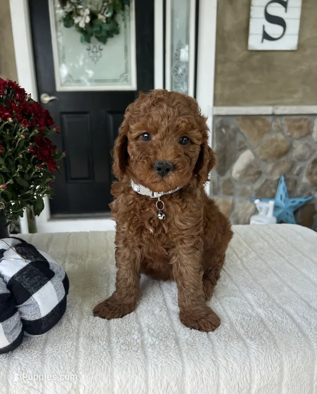 Hazel - Mini – Miniature Goldendoodle puppy for sale in Warsaw, NY