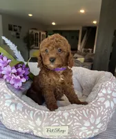 Gabbie - Mini, a female Miniature Goldendoodle for sale in Warsaw, NY – 2 of 4