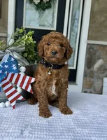 Winston - Medium, a female Goldendoodle for sale in Warsaw, NY – 3 of 4