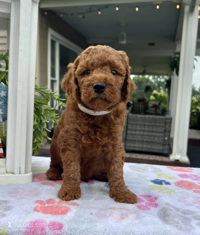 Hunter - Mini – Miniature Goldendoodle puppy for sale in Warsaw, NY