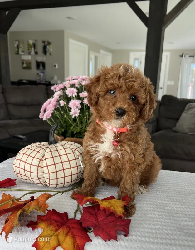 Abbie - Mini – Miniature Goldendoodle puppy for sale in Warsaw, NY