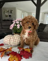 Abbie - Mini, a female Miniature Goldendoodle for sale in Warsaw, NY – 1 of 5