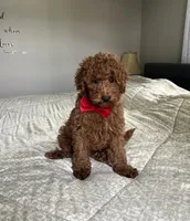 Reece - Mini, a male Miniature Goldendoodle for sale in Warsaw, NY – 4 of 5