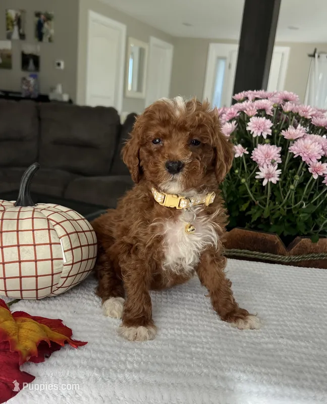 Ava - Mini – Miniature Goldendoodle puppy for sale in Warsaw, NY