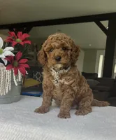Rowen - Mini, a male Miniature Goldendoodle for sale in Warsaw, NY – 3 of 4