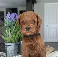 Bentley - Medium, a male Goldendoodle for sale in Warsaw, NY – 1 of 3