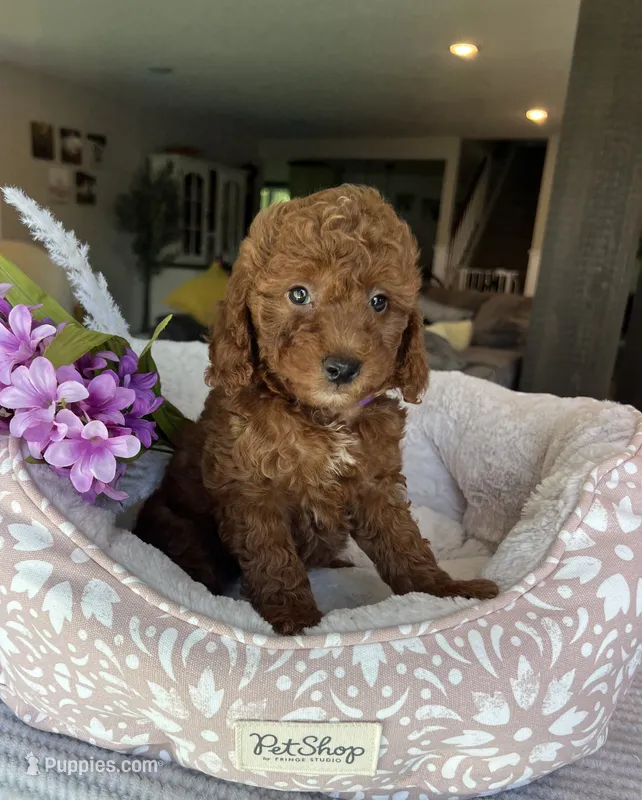 Gabbie - Mini – Miniature Goldendoodle puppy for sale in Warsaw, NY