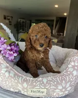 Gabbie - Mini, a female Miniature Goldendoodle for sale in Warsaw, NY – 1 of 4