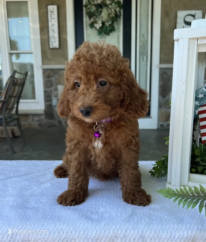 Gabbie - Mini – Miniature Goldendoodle puppy for sale in Warsaw, NY