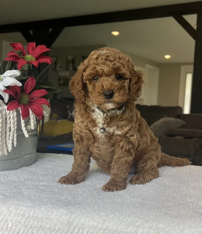 Rowen - Mini – Miniature Goldendoodle puppy for sale in Warsaw, NY