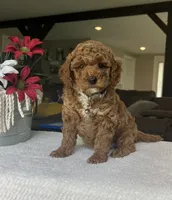 Rowen - Mini, a male Miniature Goldendoodle for sale in Warsaw, NY – 1 of 4