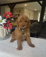 Rocky - Mini, a male Miniature Goldendoodle for sale in Warsaw, NY – 2 of 4