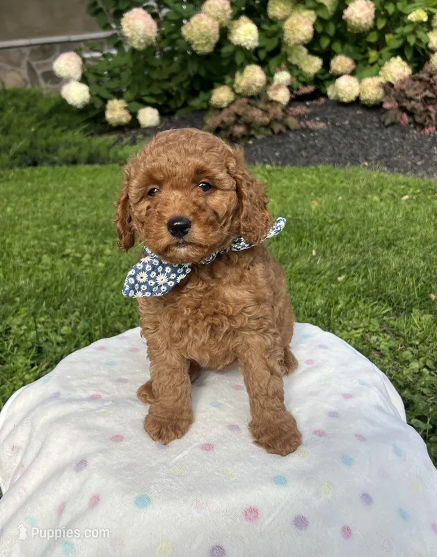 Harper - Mini – Miniature Goldendoodle puppy for sale in Warsaw, NY