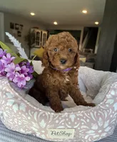 Gabbie - Mini, a female Miniature Goldendoodle for sale in Warsaw, NY – 4 of 4